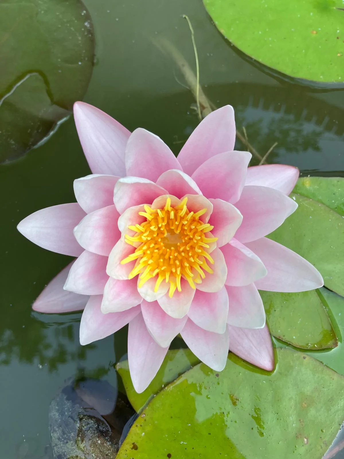ninfa